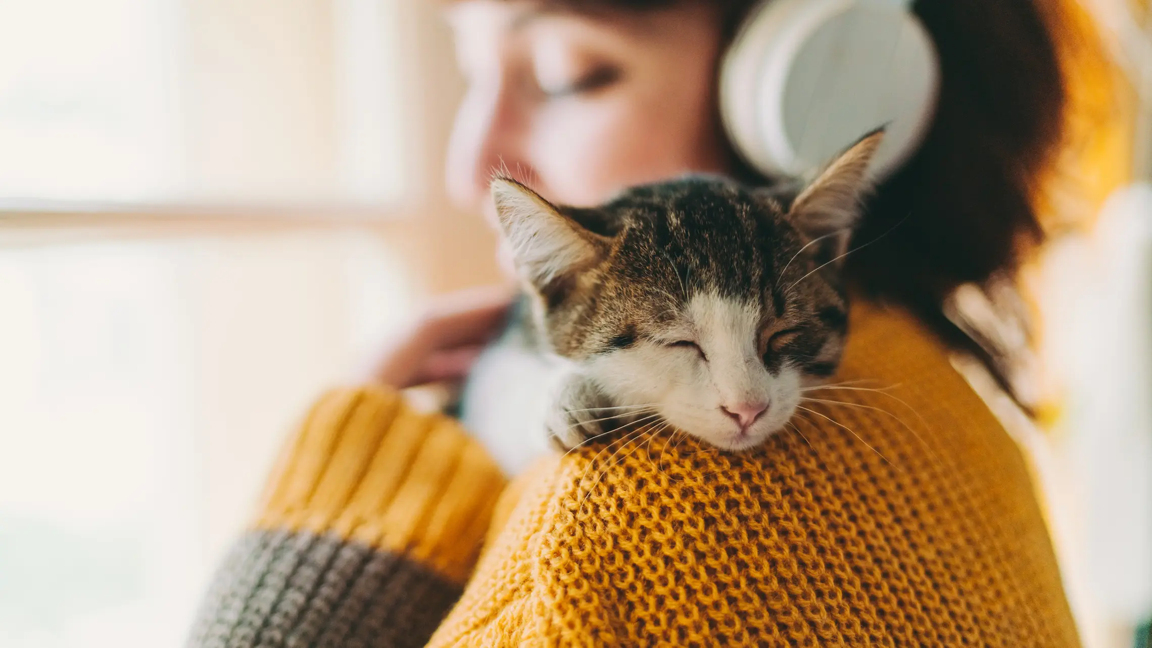 Wie Alt Werden Katzen Katzen Und Lebenserwartung