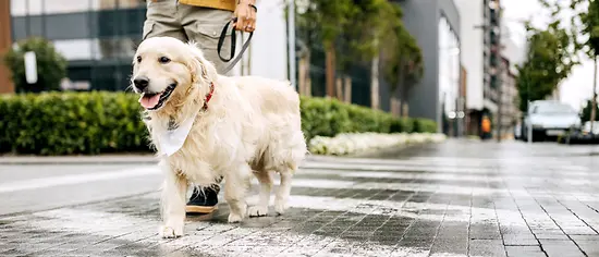 Hund an der Leine - Leinenpflicht