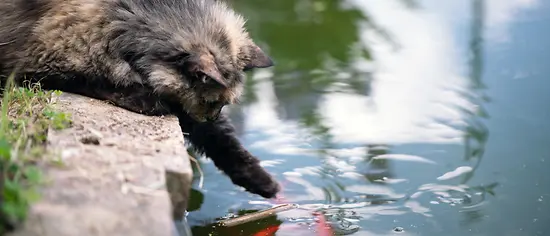 Katzenhaftpflicht - Katze am Gartenteich