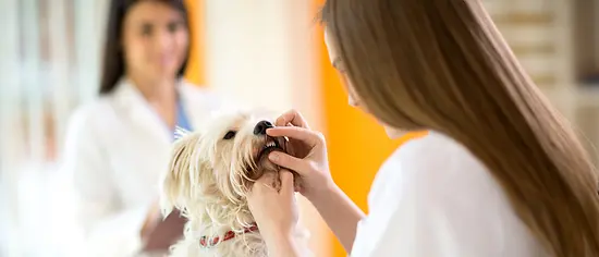 Eine Tierärztin kontrolliert, ob die Zähne eines Hundes von Zahnstein befallen sind.