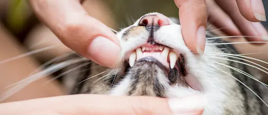 Eine Person kontrolliert, ob die Zähne einer Katze von Zahnstein befallen sind.