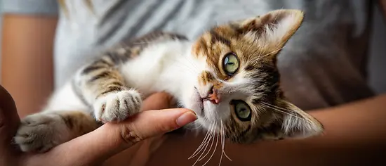 Katzennamen: Kätzchen auf dem Arm