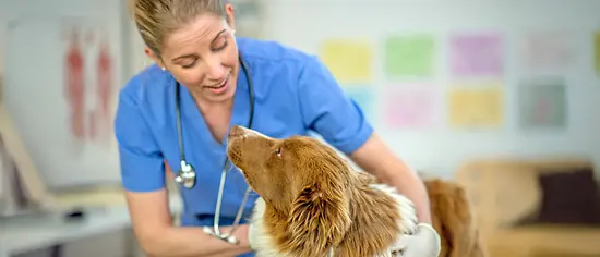 Vorsorgeuntersuchung für Hunde