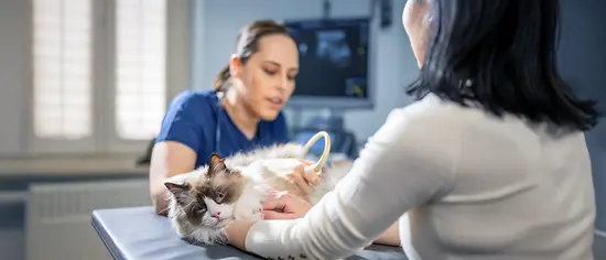 Ultraschall bei Katzen