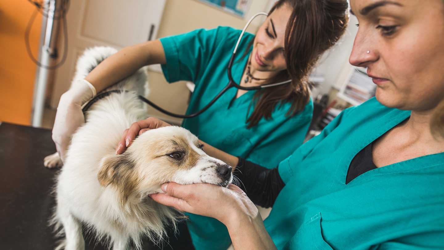 Tierarztbesuch  Hinweise und Tipps  HanseMerkur